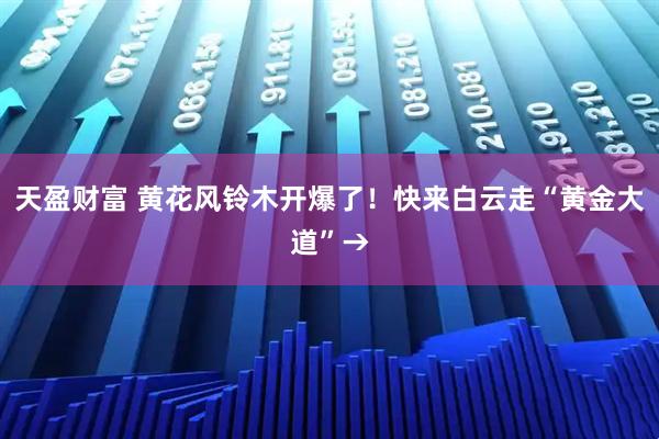 天盈财富 黄花风铃木开爆了！快来白云走“黄金大道”→